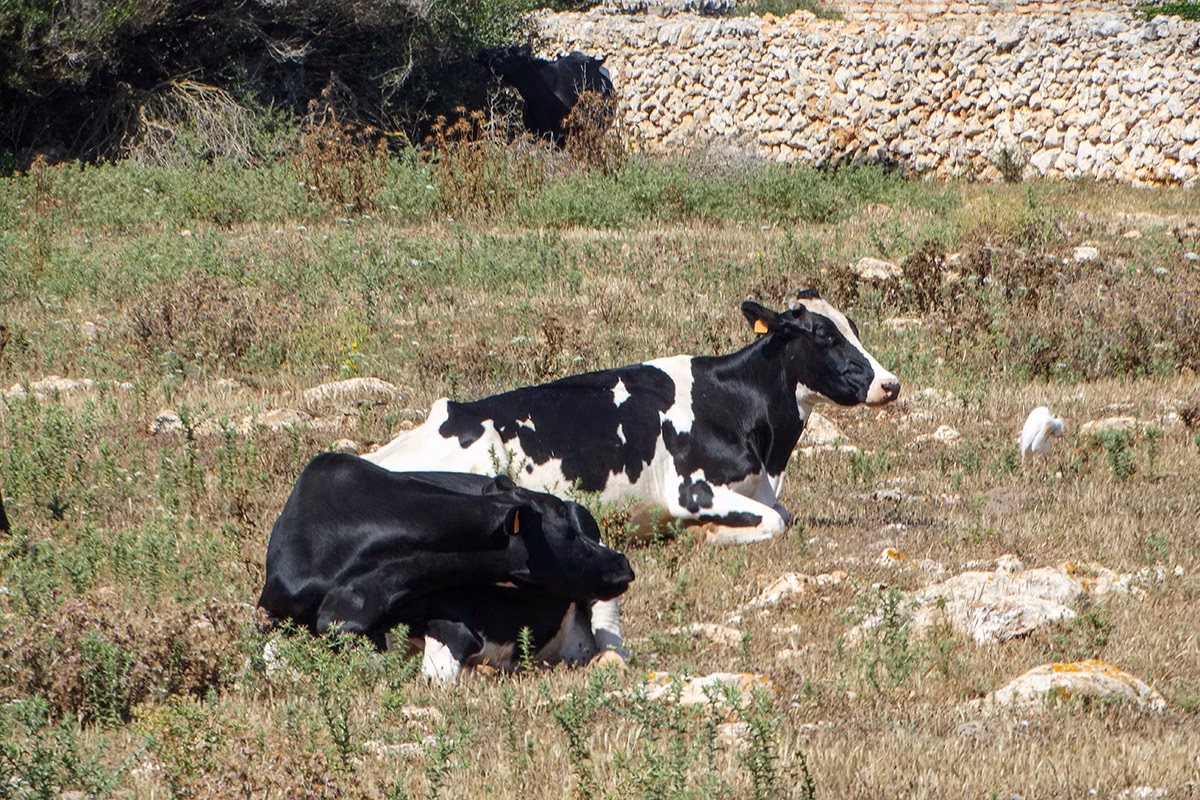 1,9 millones para paliar la sequía en las explotaciones ganaderas