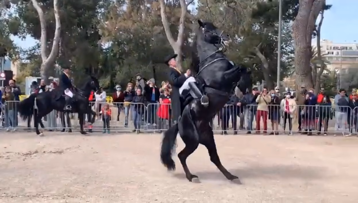 (Vídeos) Los caballos menorquines botan en Palma por el "Dia de les Illes Balears"