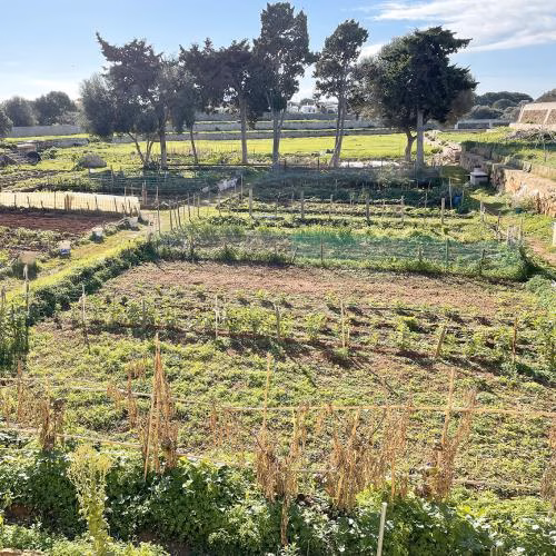 Ciutadella abre la convocatoria para asignar los huertos urbanos de Sa Vinyeta