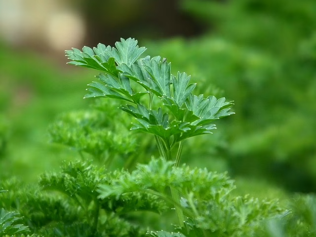 Ser aficionado a la horticultura es fácil en Menorca