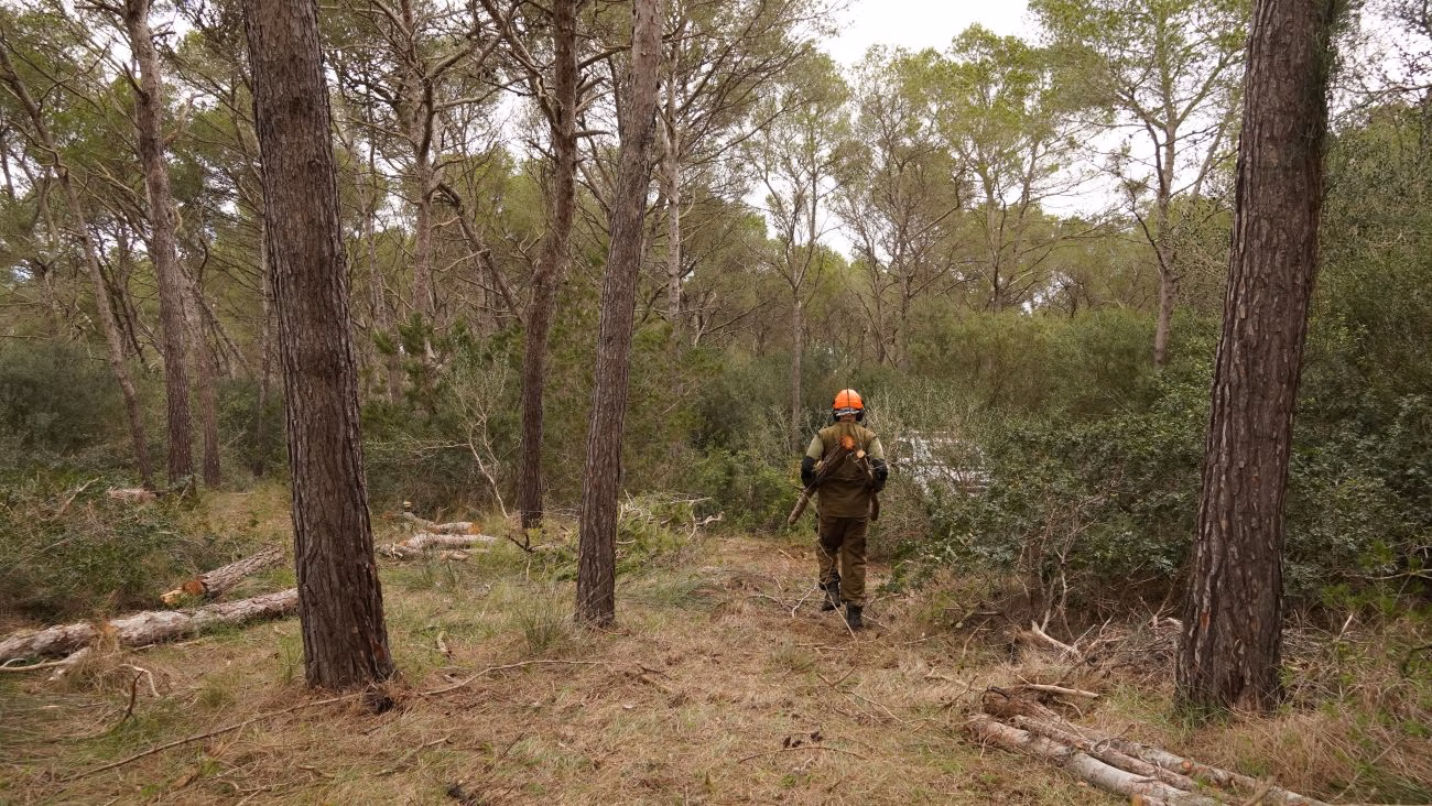 Favorecen el crecimiento de sabinas en el sistema dunar de la Albufera des Grau