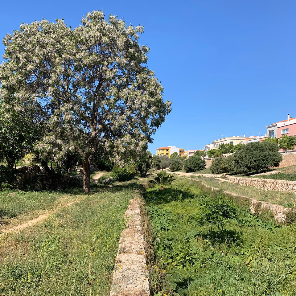 Ciutadella destina 487.231 euros al mantenimiento de las zonas verdes