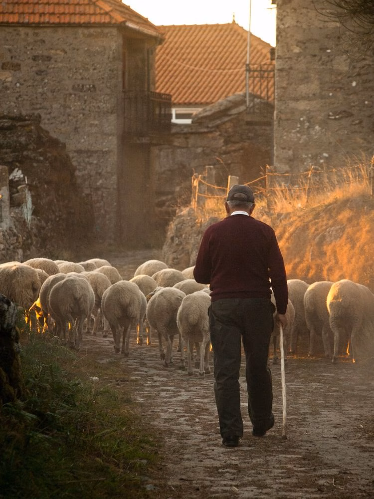 Ahir pastor i avui senyor