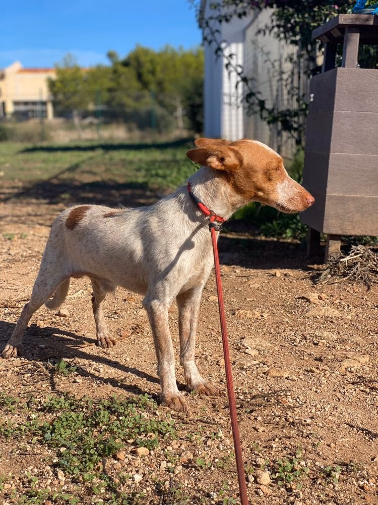 La Protectora d'Animals de Ciutadella necesita casas de acogida para perros