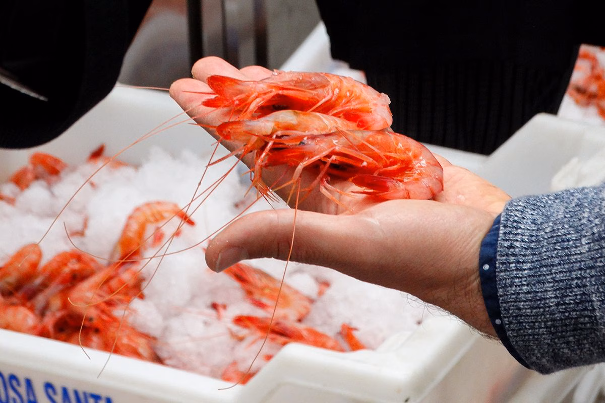 Los impactos ambientales de la pesca" en el ciclo "Una isla, un mar