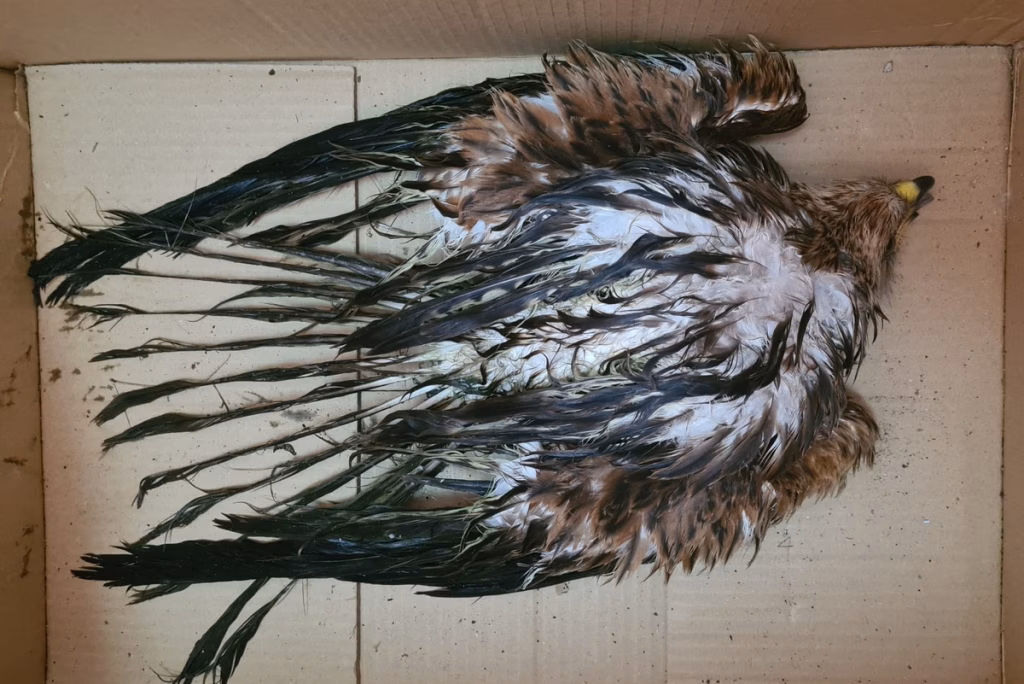 (Vídeo) Recuperan un milano que estaba a punto de ahogarse