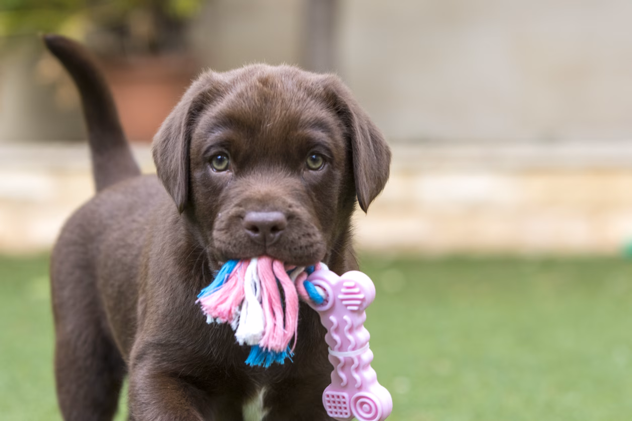 Consejos para recibir a un nuevo cachorro en casa