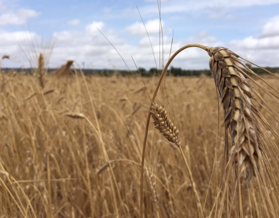 197 agricultores de Menorca reciben semilla certificada de especies forrajeras