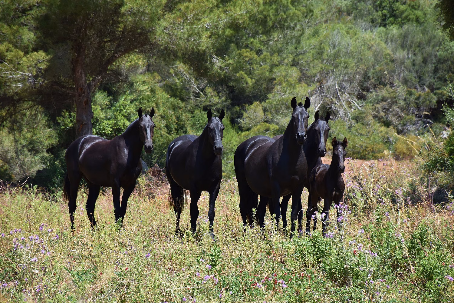 Octava edición del concurso fotográfico del caballo de raza menorquina
