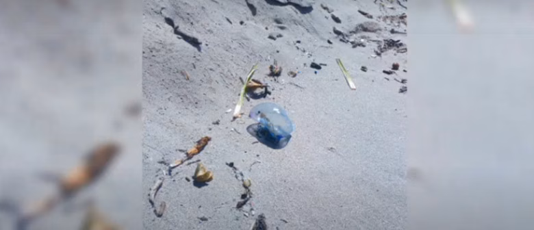 (Vídeo) Aparece un ejemplar de "carabela portuguesa" en la playa de Son Bou