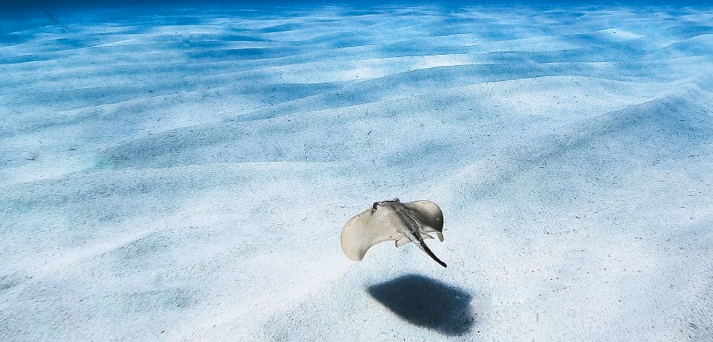 Llega la 2ª edición de MARE, el Certamen Audiovisual para la Conservación del Mar Balear