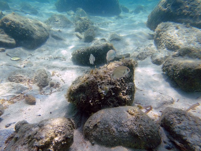 ¿Cuántos peces hay en el mar?