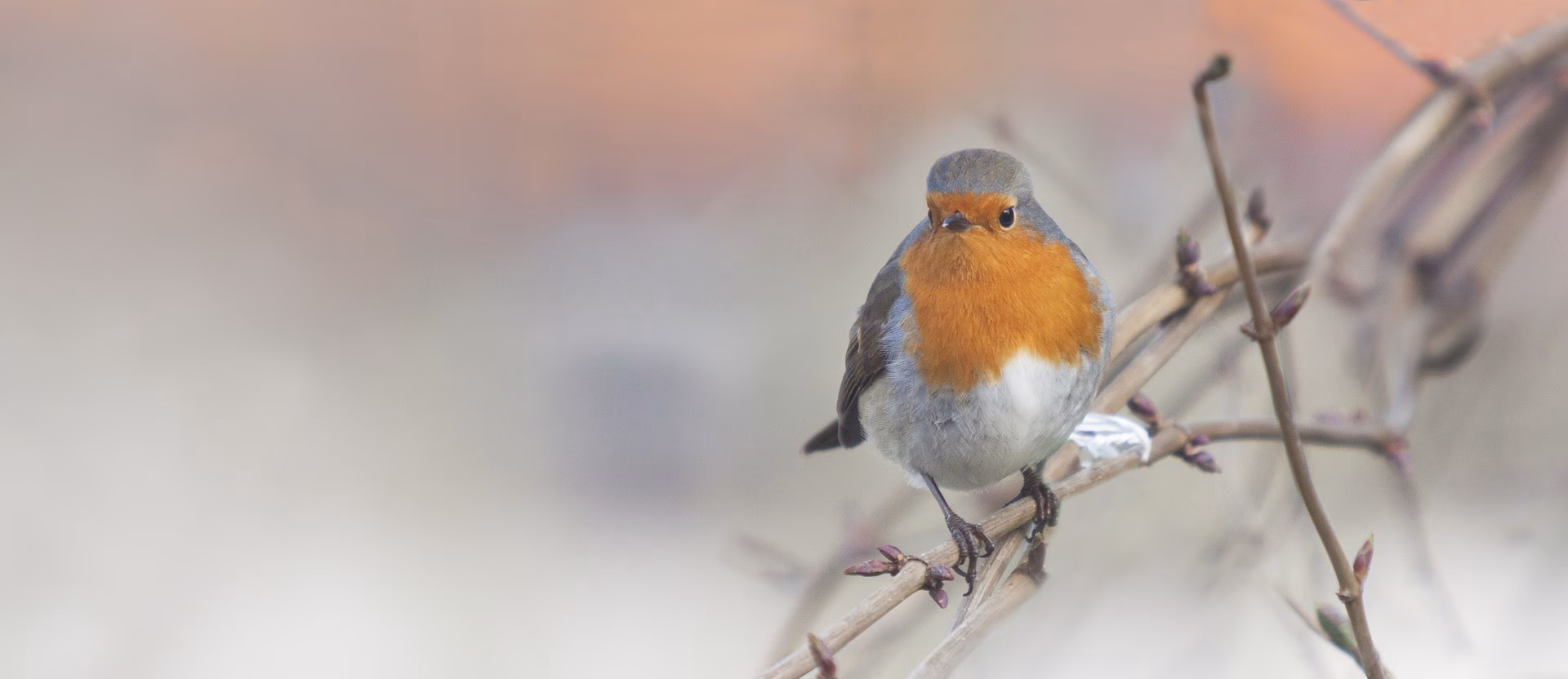 Llega la primera gran migración de aves