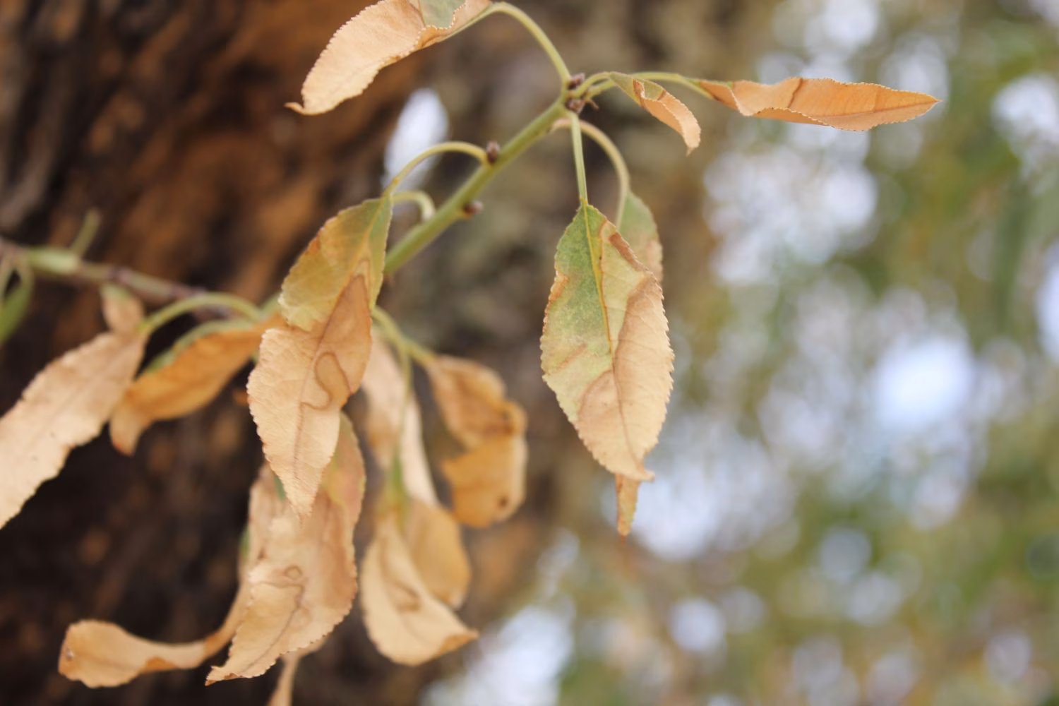 Sanitat Forestal edita una guía para que la ciudadanía reconozca la Xylella