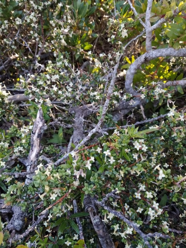 Menorca tiene 32 especies de flora amenazada