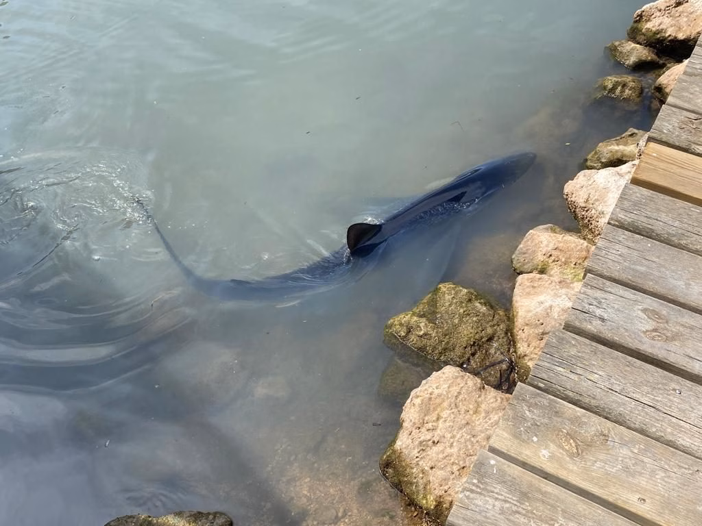 Muere la tintorera de Cala Galdana