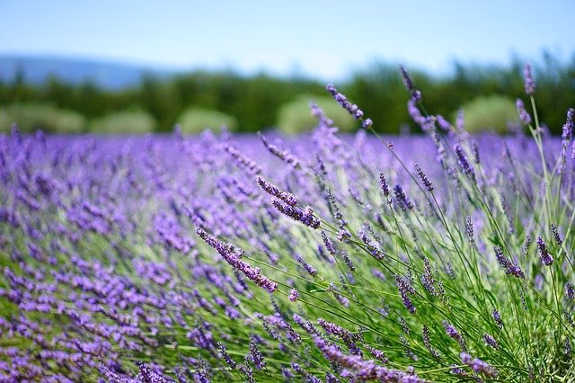 Conociendo los secretos de las plantas medicinales de Menorca
