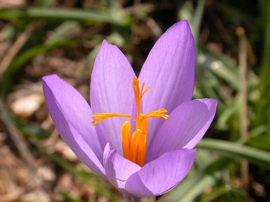 Una planta que crece en Menorca ¿posible remedio contra el coronavirus?