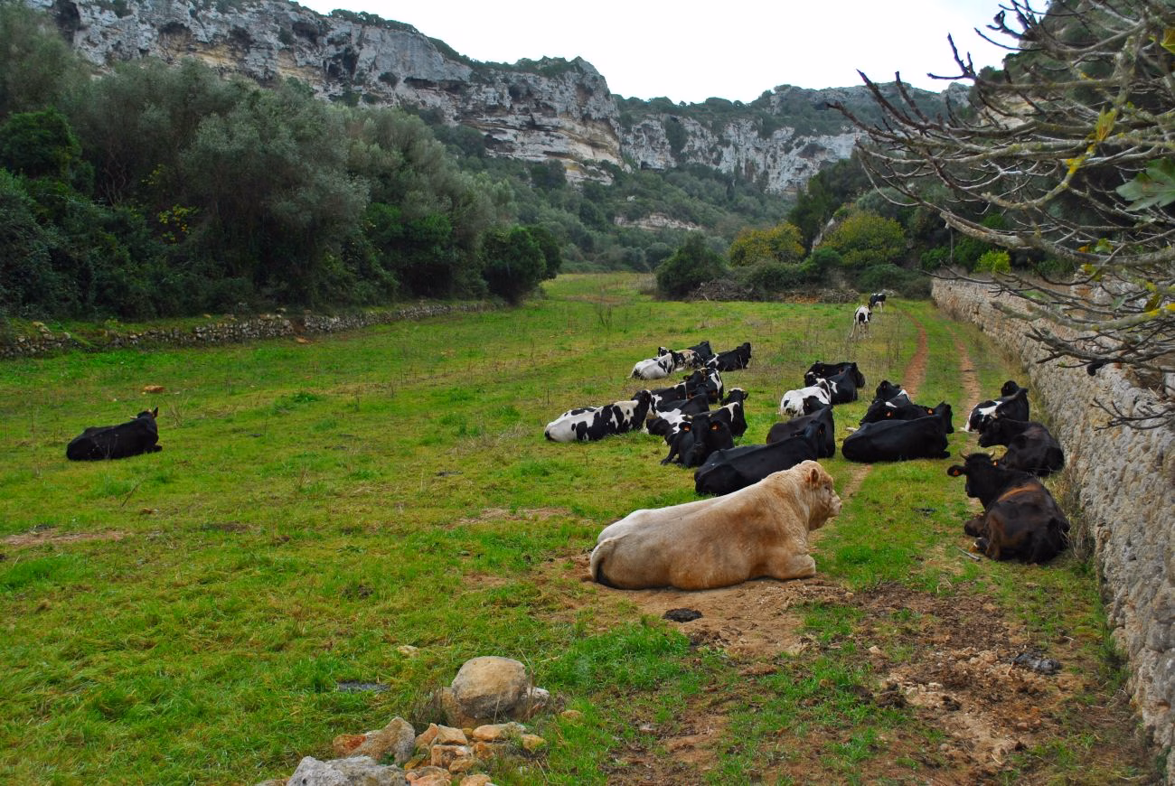 El FOGAIBA paga 3,5 millones de euros a agricultores y ganaderos de Menorca