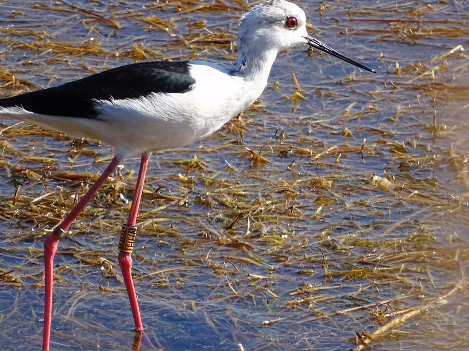 Jornada de anillamiento de aves en Ciutadella