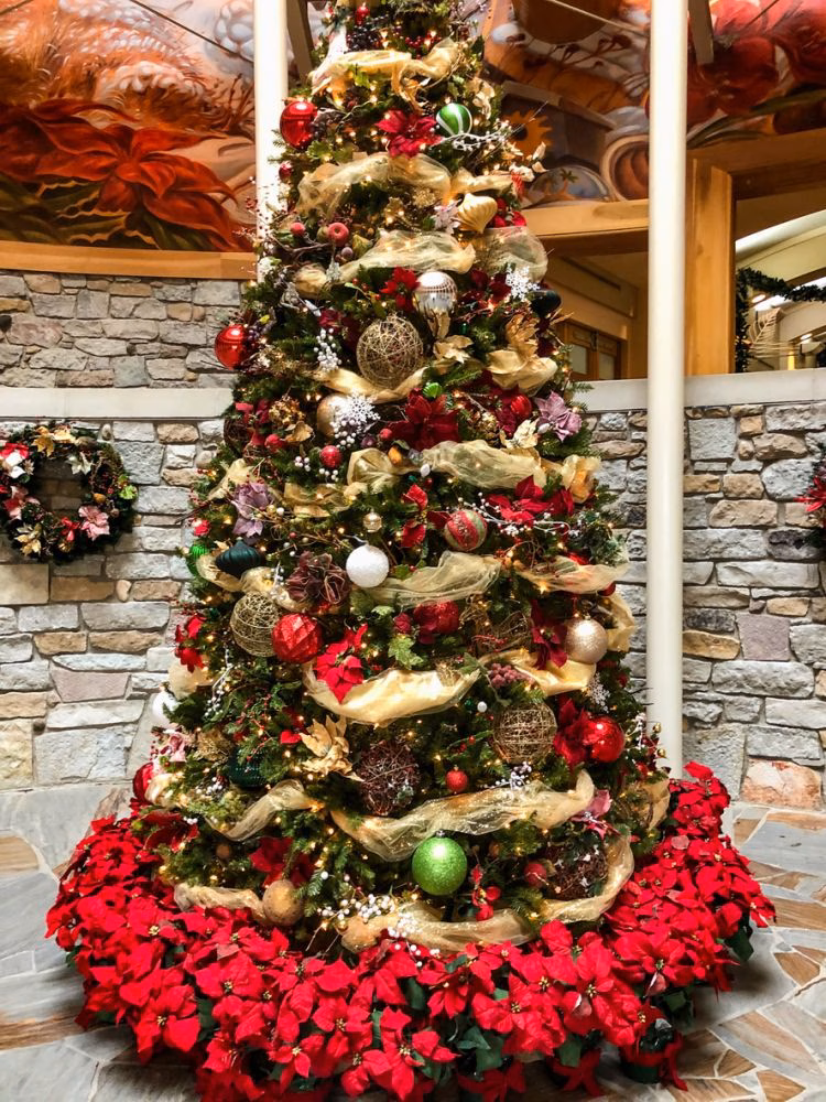 La Ponsetia: la planta de la Navidad