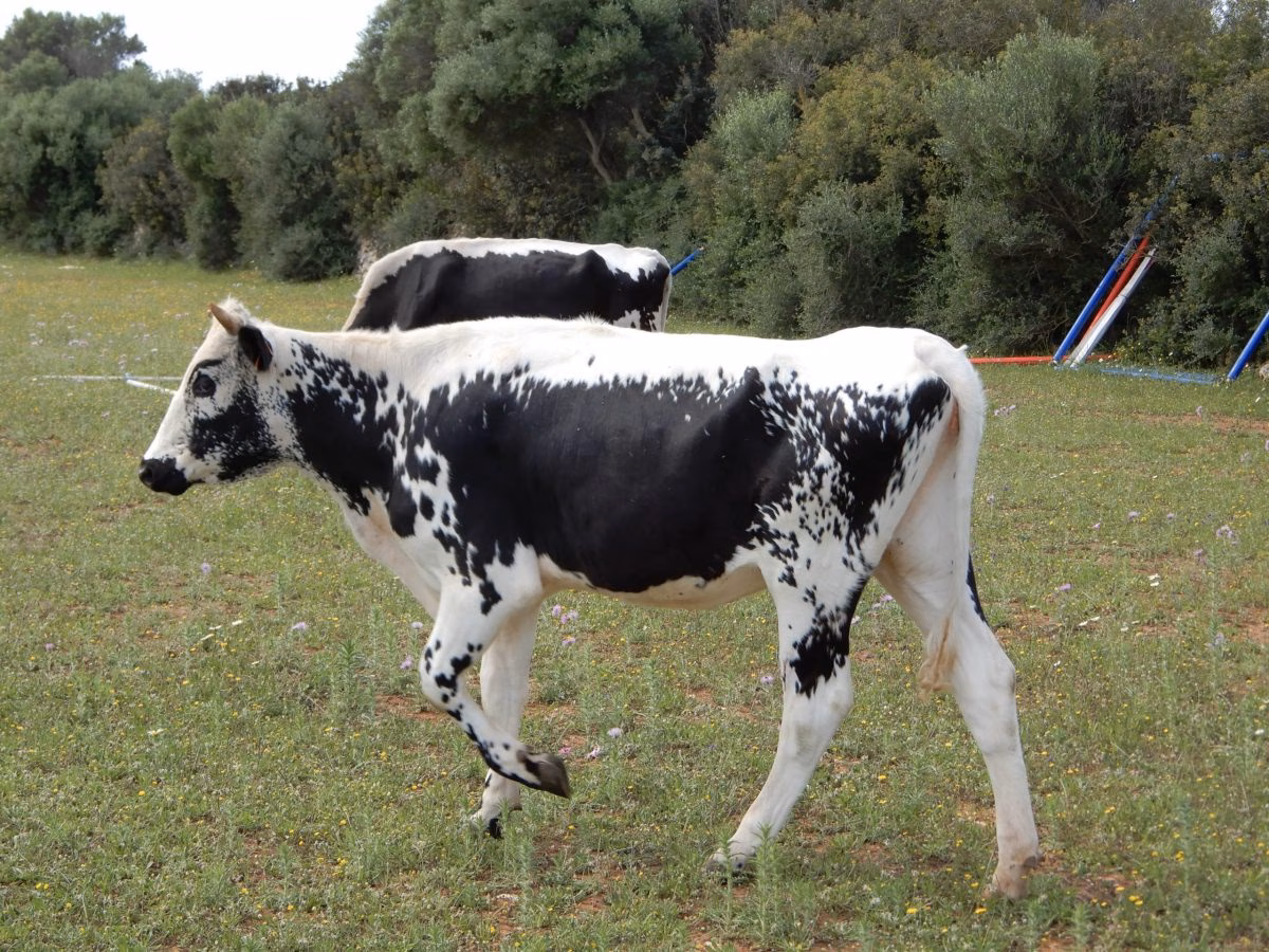 El Govern reconoce una nueva raza de vaca menorquina