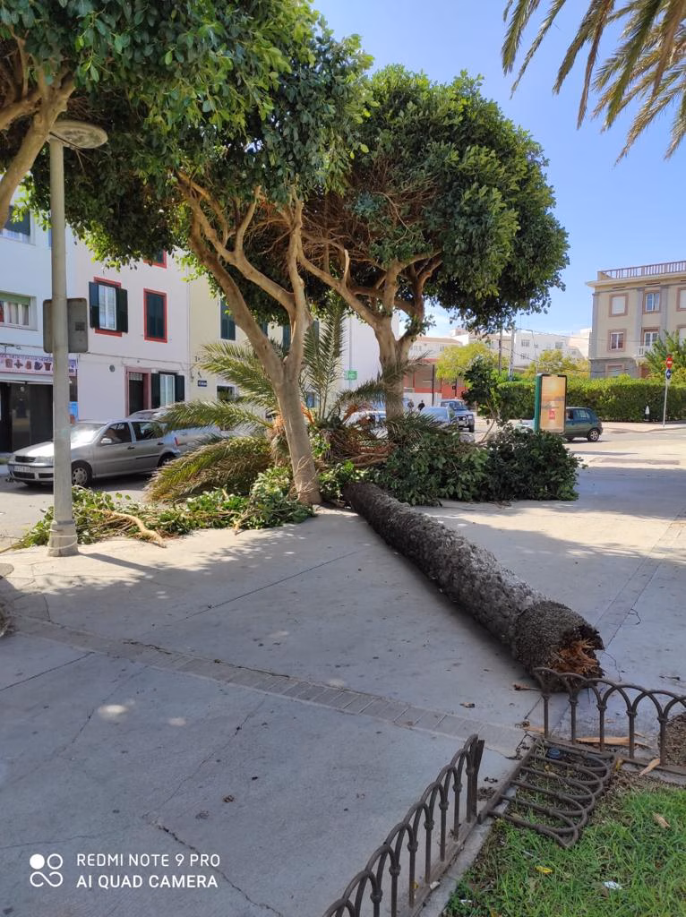 (Fotos) El viento derriba una palmera en s'Esplanada de Maó y chafa un coche
