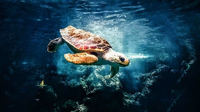 Una estatua para una tortuga