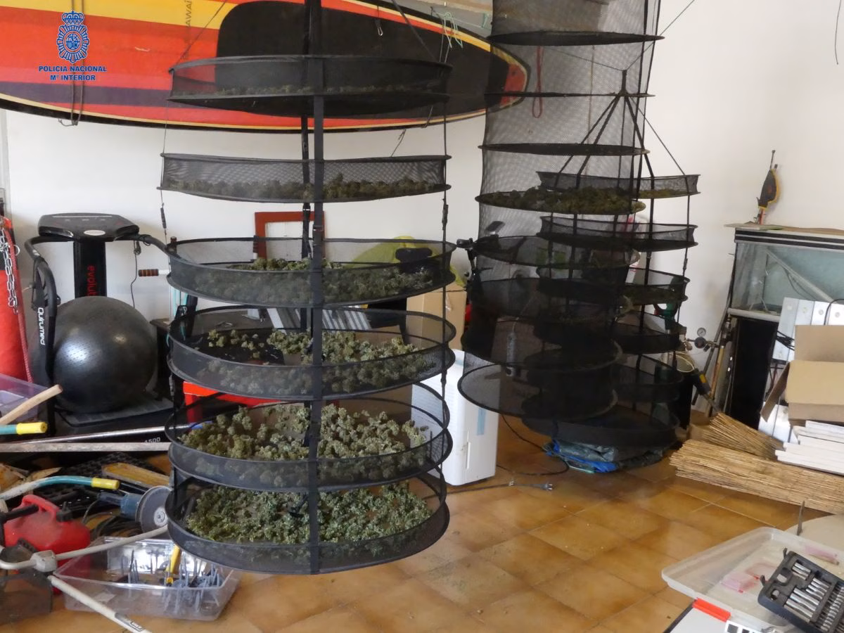 (Fotos) Detenidos en Ciutadella dos jóvenes con 232 plantas de marihuana