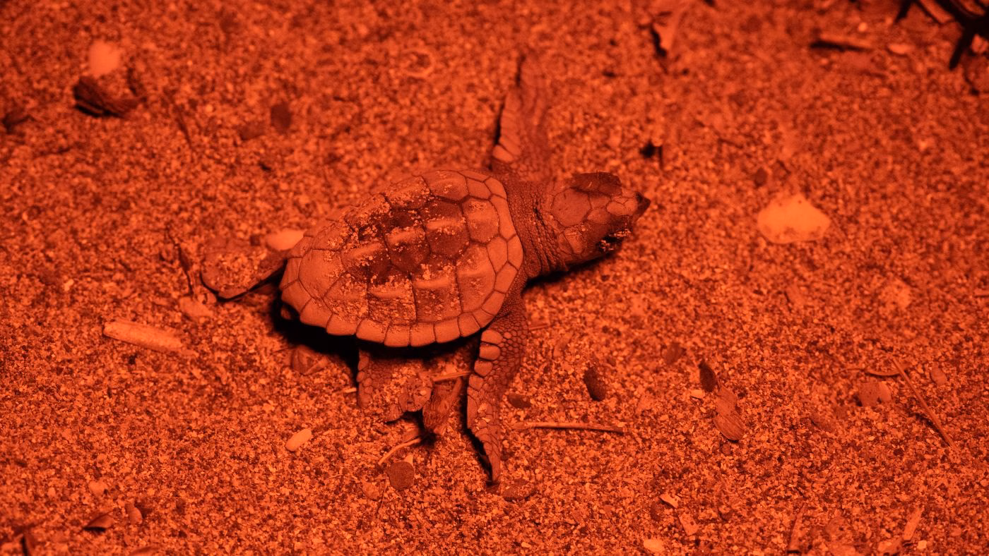 (Vídeo) Ya han nacido 35 tortugas marinas en la playa de Sa Mesquida