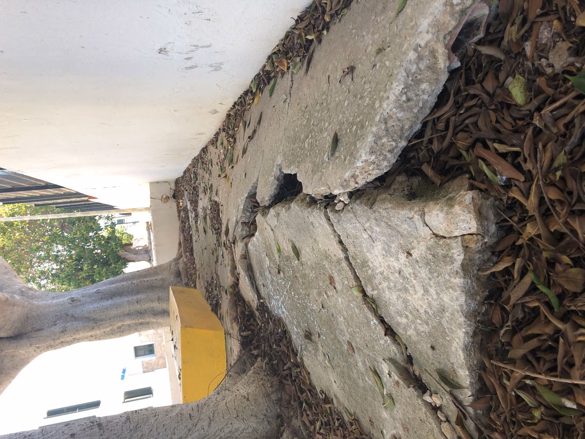 Retiran 9 ficus en Sant Lluís que provocaban desperfectos en la calle y el patio de la "escoleta"