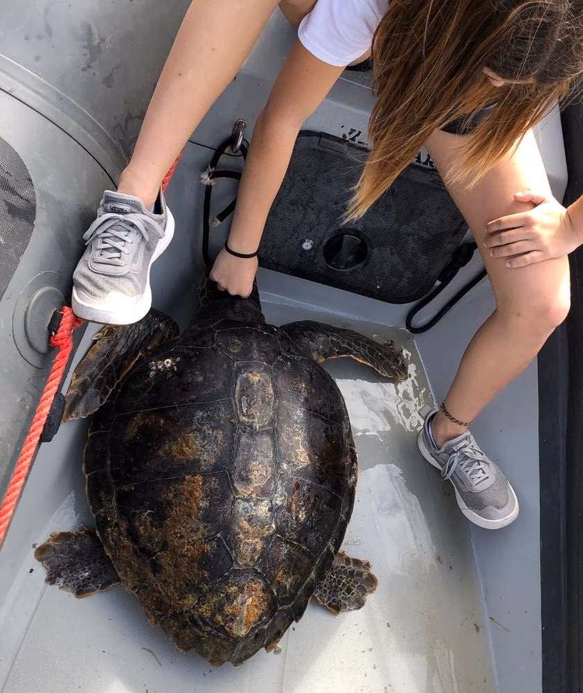 (Fotos) Jóvenes de Es Nàutic devuelven al mar dos tortugas que habían encontrado heridas