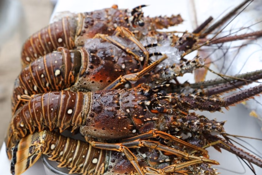 Los pescadores de Menorca confirman que se está recuperando la fauna marina