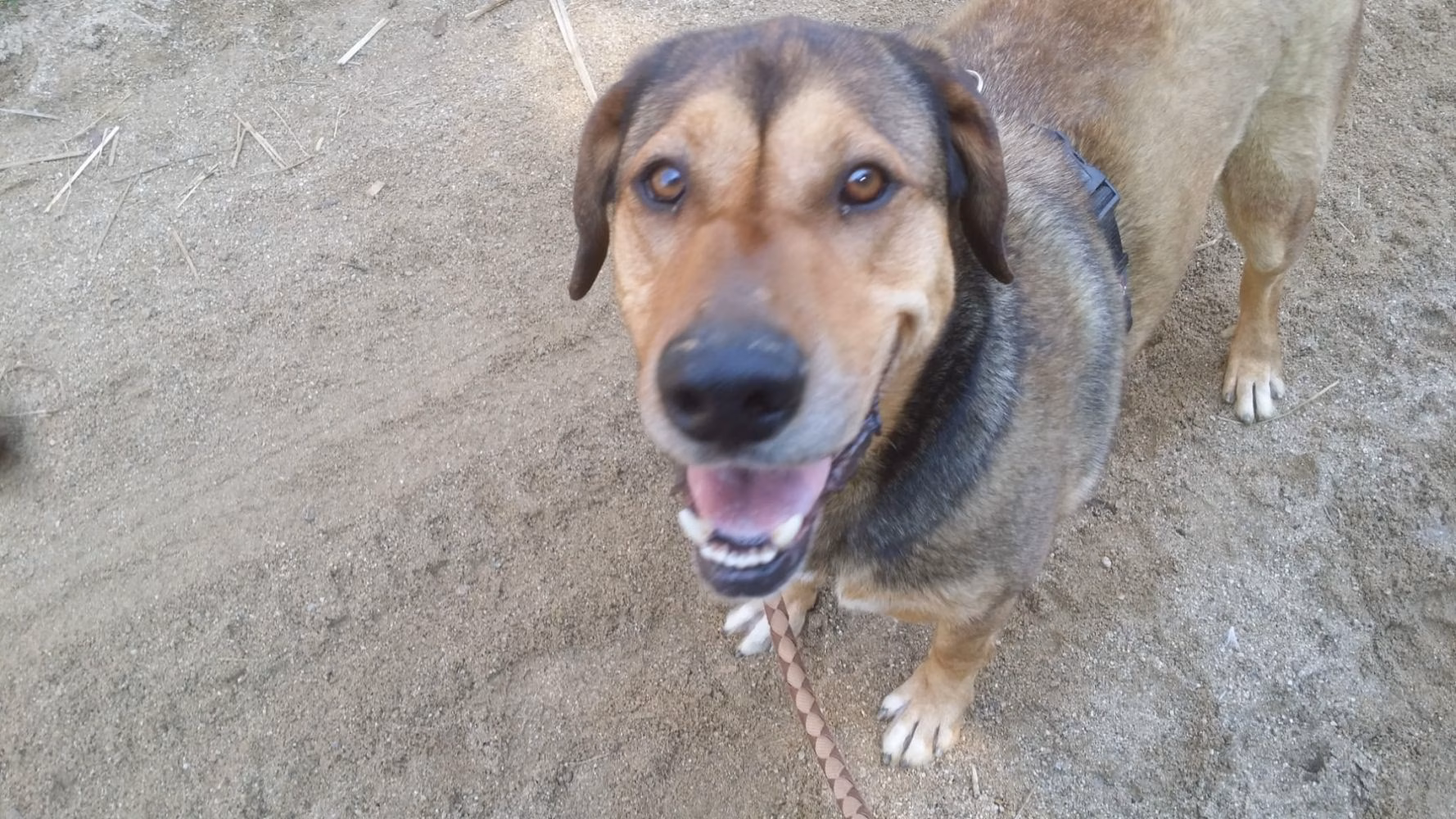 (Vídeo) La nueva vida de Marrow en Menorca