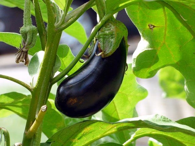 Pon un huerto en tu vida