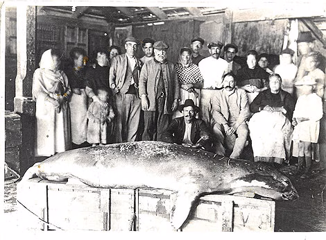 Los increíbles animales marinos que visitaban nuestras costas