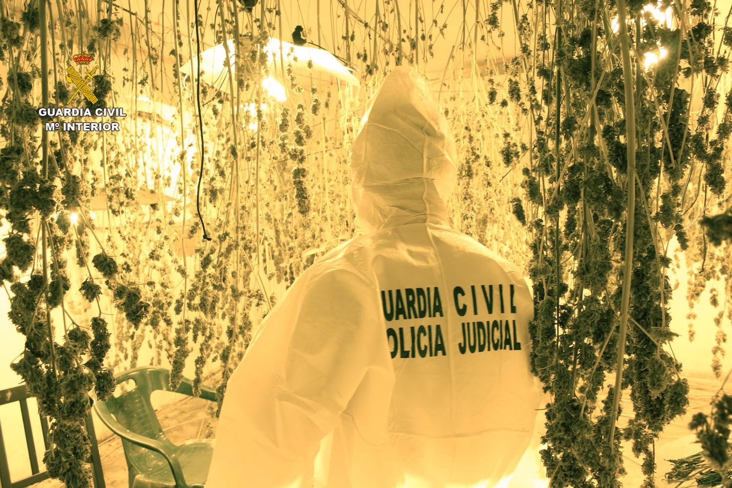 Desmantelan una plantación de marihuana con 500 plantas