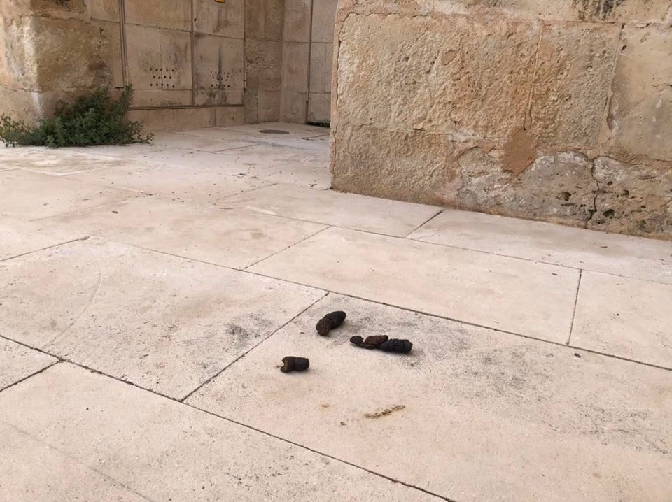 (Fotos) Excrementos y basura en las puertas del Museo de Menorca