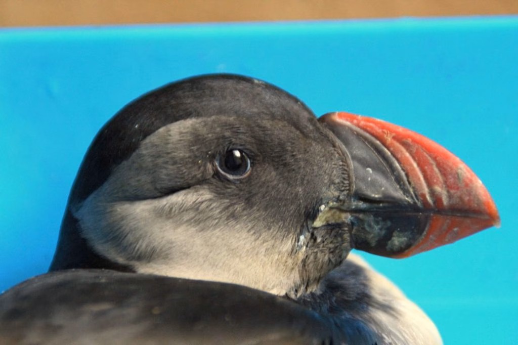 Muere el 'frailecillo" que cuidaban en el Centre de Recuperació