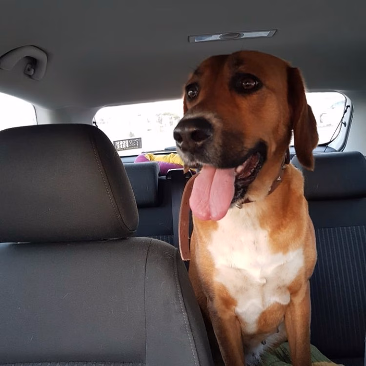 Piden ayuda para localizar a los dueños de una perra perdida en Maó