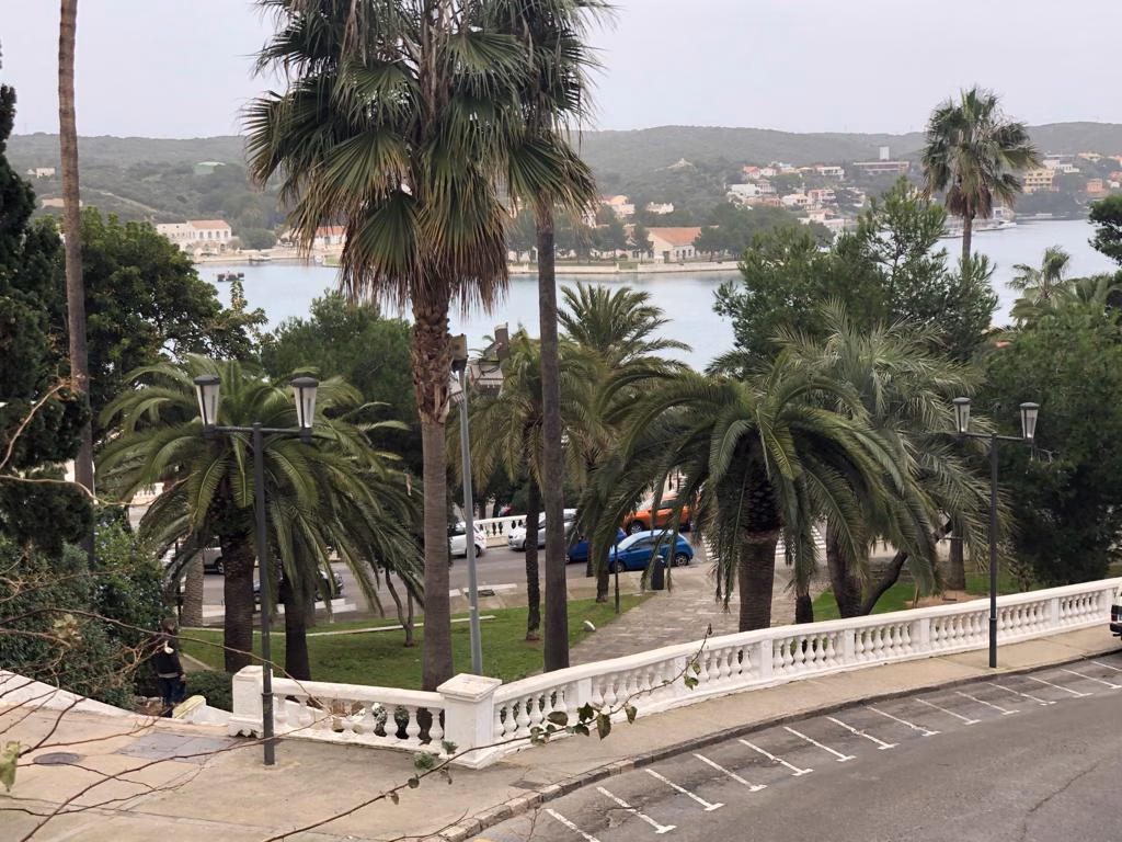 El 80% de las palmeras de Maó están afectadas por el "picudo rojo"