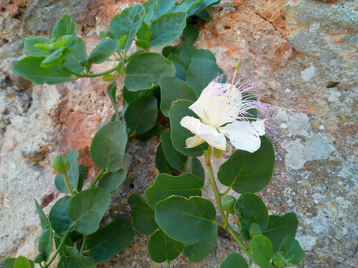 "En Menorca hay una cultura alcaparrera a reivindicar: oro verde”