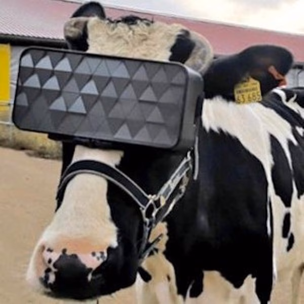 Gafas de realidad virtual para mejorar la productividad de las vacas