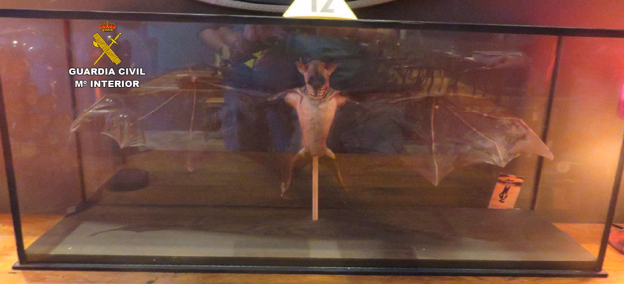 (Fotos) Recuperan 86 animales disecados en una operación de tráfico ilegal en Menorca
