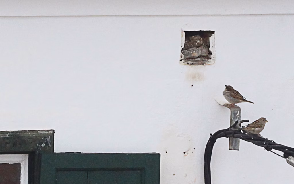 Peligran las aves urbanas en Menorca