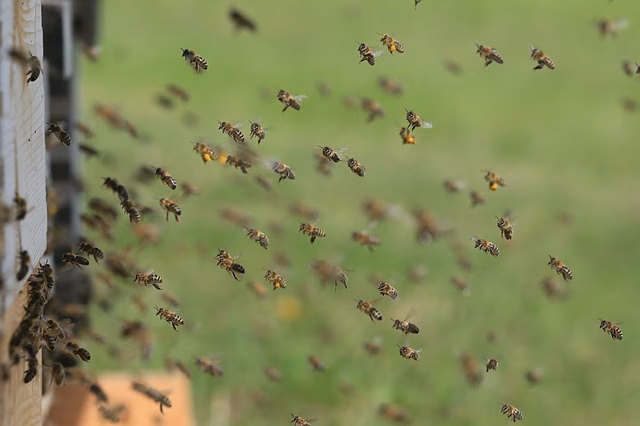 El fascinante mundo de las abejas, en Innovem