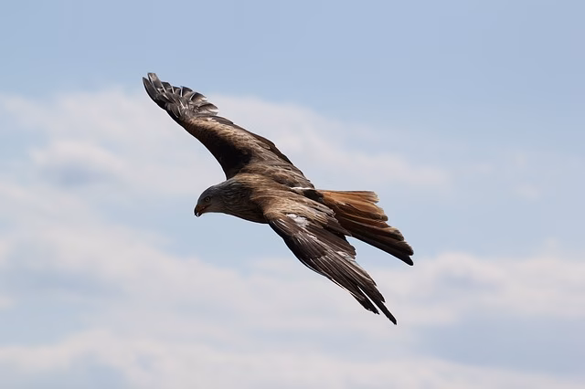 La revisión del tendido eléctrico podría evitar la electrocución de aves en Menorca