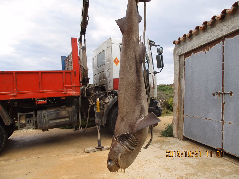 Aparece un tiburón muerto en el puerto de Maó