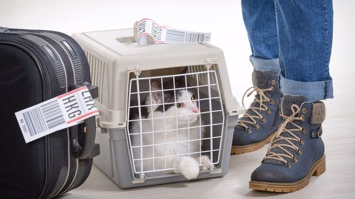 ¿Por qué no viajas con tu mascota?