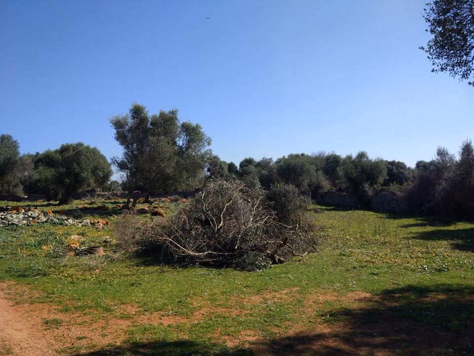 Rehabilitación de caminos rurales y cajas de biodiversidad, proyectos de Libera en Menorca